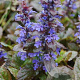 Ajuga reptans 'Braunherz' GM P9 BIO