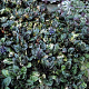 Ajuga reptans 'Multicolor' GM P9 BIO