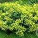 Alchemilla sericata 'Gold Strike' GM P9 BIO