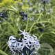 Amsonia 'Ernst Pagels' GM P9 BIO