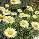 Anthemis hyb. 'E.C. Buxton' GM P9 BIO