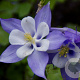 Aquilegia 'Blue Star' GM P9 BIO