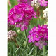 Armeria mar. 'Abbey Deep Rose' GM P9 BIO