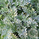 Artemisia absinthium GM P13 Biologisch