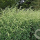 Artemisia lactiflora 'Elfenbein' GM P9 BIO