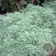 Artemisia 'Powis Castle' GM P9 BIO
