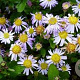 Aster ageratoides 'Asmo' GM P9 BIO
