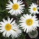 Aster alpinus 'Albus' GM P9 BIO