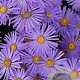 Aster amellus 'King George' GM P9 BIO
