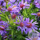 Aster (D) 'Augenweide' GM P9 BIO