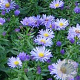 Aster (D) 'Blauer Gletscher' GM P9 BIO