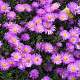 Aster (D) 'Heinz Richard' GM P9 BIO