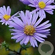 Aster laevis 'Calliope' GM P9 BIO