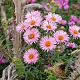 Aster n.-a. 'Rosa Sieger' GM P9 BIO
