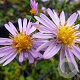 Aster (D) 'Rozika' GM P9 BIO