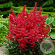 Astilbe (A) 'Fanal' GM P9 BIO