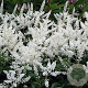 Astilbe (J) 'Gladstone' GM P9 BIO