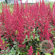 Astilbe (J) 'Montgomery' GM P9 BIO
