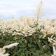Astilbe (J) 'Washington' GM P9 BIO