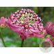 Astrantia maj. 'Primadonna' GM P9 BIO