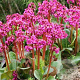 Bergenia 'Abendglut' GM P9 BIO