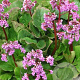 Bergenia 'Rotblum' GM P9 BIO