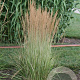 Calamagrostis acut. 'Avalanche' GM P9 BIO