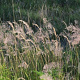Calamagrostis varia GM P9 BIO