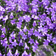 Campanula 'Birch Hybrid' GM P9 BIO