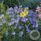 Campanula carpatica GM P9 BIO