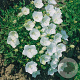 Campanula c. 'Weisse Clips' GM P9 BIO