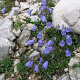 Campanula cochleariifolia GM P9 BIO