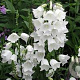 Campanula pers. 'Alba' GM P9 BIO