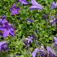 Campanula p. 'Resholt Variety' GM P9 BIO