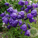 Campanula pulloides 'G.F. Wilson' GM P9 BIO