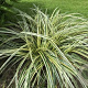 Carex 'Feather Falls' GM P9 BIO