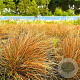 Carex testacea 'Prairie Fire' GM P9 BIO