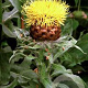 Centaurea macrocephala GM P9 BIO