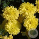 Chrysanthemum (I) 'Citronella' GM P9 BIO