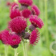 Cirsium rivulare 'Atropurpureum' GM P9 BIO
