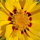Coreopsis gr. 'Sunfire' GM P9 BIO