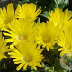 Delosperma congestum GM P9 BIO