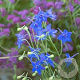 Delphinium gr. 'Blue Butterfly' GM P9 BIO