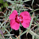 Dianthus grat. 'Rotkäppchen' GM P9 BIO