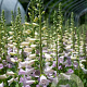 Digitalis purp. 'Camelot Lavender' GM P9 BIO