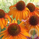 Echinacea 'Tiki Torch' GM P9 BIO