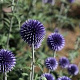 Echinops bannaticus GM P9 BIO