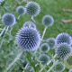 Echinops bannaticus 'Blue Glow' GM P9 BIO