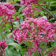 Eupatorium 'Mask' GM P9 BIO