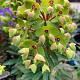 Euphorbia Redwing GM P9 BIO
